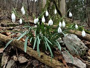 26 Bucanevi (Galanthus nivalis)